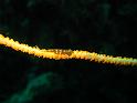 Gobie des anthipathaires - Bryanimops youngei
